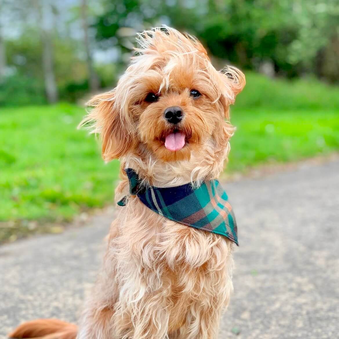 Cute Skin-Safe 100% Cotton Designer Dog Bandanas for Boys and