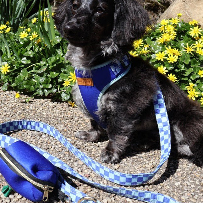 Dog Harness Blue Heeler Collar Sapphire Daisies Adjustable Dog Harness