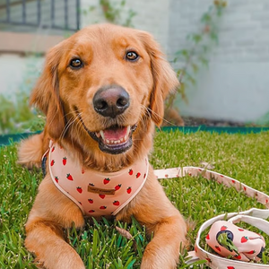 Rosie Strawberry AllSet™ Harness Matching Bundle