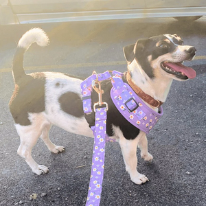 Purple Daisy AllSet™ Harness Matching Bundle