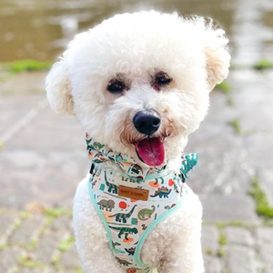 Mint Snappy Dino AllSet™ Harness Matching Bundle