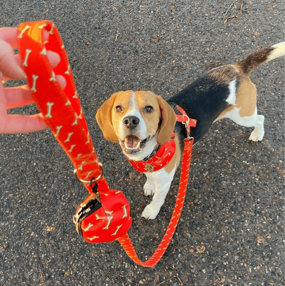 Beagle Harness Best Collar For Beagles Safe Adorable Dog Lockable