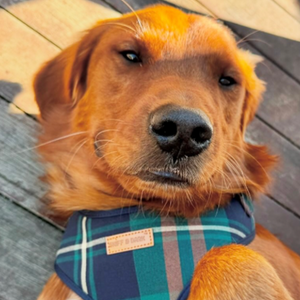 Gentleman AllSet™ Harness – Adjustable Bliss