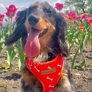 Coral Fetch AllSet™ Harness – Adjustable Bliss