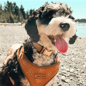 Ambar Suns AllSet™ Harness – Adjustable Bliss