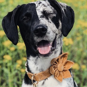 Ambar Suns Joyline™ Leash – 100 % Cotton Shell