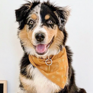 Ambar Suns Flairtie™ Bandana – 100% Cotton