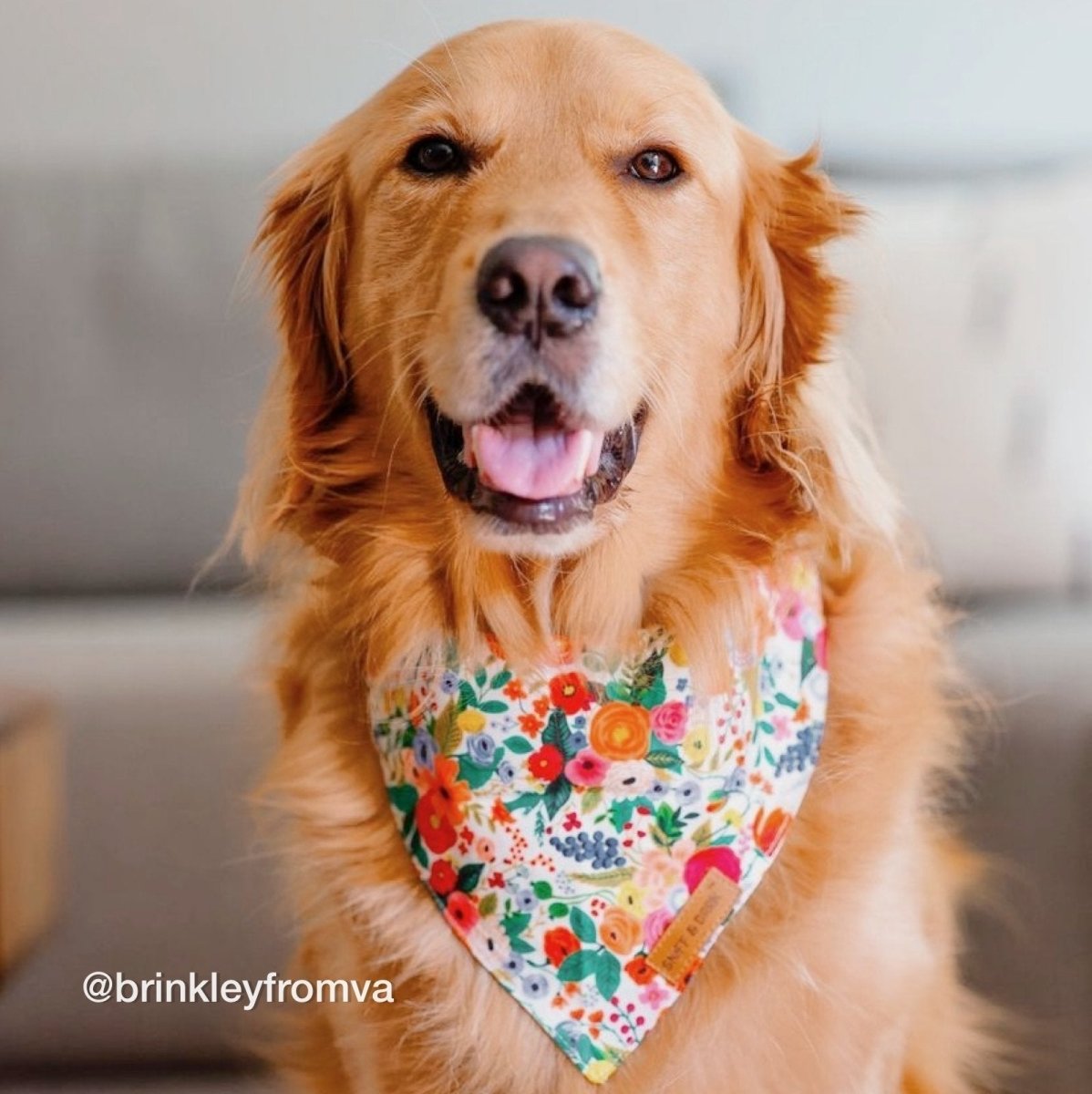 Puppy Bandana Xxl Dog Bandanas Cute Skin-Safe 100% Cotton Designer