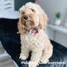girl dog collar with flower - designer dog flower collar - best fllower collar canada