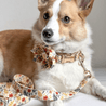 A brown and white dog wearing a floral collar and leash, looking directly at the camera with a curious expression.