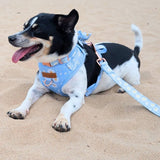 Marigold Bloom AllSet™ Harness Matching Bundle (D Ring)