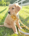 A golden retriever puppy wearing a yellow bow tie sits on the grass, looking alert and attentive.