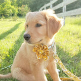 Sunny Daisy Signature Band™ + Slide-On Bloomtie™