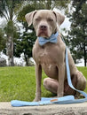 A tan dog wearing a blue bow tie sits on a concrete surface, with a leash attached to its collar, in a grassy area with trees in the background.