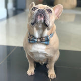 Blue Teddy Plaid Dappertie™ - Mega Bundle Match (D Ring)