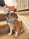 A brown and white puppy wearing a blue bow tie sits on a carpeted staircase, looking up at the camera.
