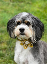 A fluffy black and white dog with a yellow bowtie stands in a grassy field, looking directly at the camera.