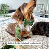 Playground Signature Band™ - Crafted Collar