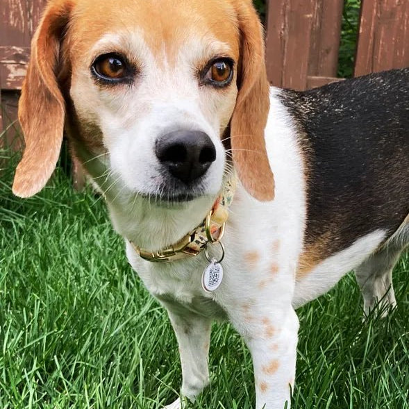 Cute best designer custom dog bowtie collars boy and girl