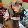 A brown dachshund dog wearing a pink collar with a flower pattern is sitting on a couch, looking alert and attentive.