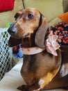 A brown dachshund dog wearing a pink collar with a flower pattern is sitting on a couch, looking alert and attentive.