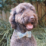 Blue Teddy Plaid Dappertie™ - Mega Bundle Match (D Ring)