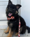 A happy German shepherd puppy wearing a red and white plaid bow tie and leash, sitting on a white surface.