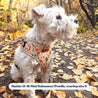 best dog harness for walking