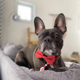 Red Polka Dot Signature Band™ - Crafted Collar