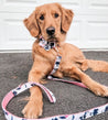 A golden retriever dog wearing a floral collar and leash is sitting on a gray surface, looking directly at the camera.