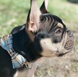 Blue Teddy Plaid Dappertie™ - Mega Bundle Match (D Ring)