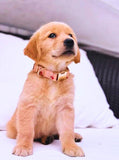 A cute golden retriever puppy wearing a pink collar sits on a white surface, looking up with a curious expression.