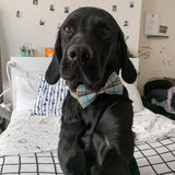 Blue Teddy Plaid Dappertie™ - Mega Bundle Match (D Ring)