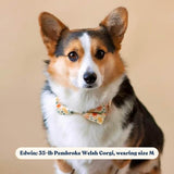 Custom dog collar