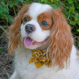 A Cavalier King Charles Spaniel dog with a yellow bow tie is sitting in a natural setting, looking alert and attentive.