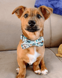 A brown dog wearing a green bow tie sits on a beige couch, looking directly at the camera with a curious expression.