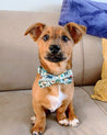 A brown dog wearing a green bow tie sits on a beige couch, looking directly at the camera with a curious expression.