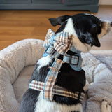 Blue Teddy Plaid AllSet™ Harness – Adjustable Bliss (D Ring)