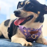 Purple Daisy AllSet™ Harness – Adjustable Bliss (D Ring)