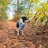 Baby Blue Dappertie™ - Mega Bundle Match (D Ring)