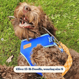 Checker Blue AllSet™ Harness – Adjustable Bliss