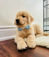A golden retriever puppy wearing a blue bow tie is sitting on a white rug on a wooden floor.