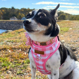 Pink Gingham Signature Bloomtie™ - Mega Bundle (D Ring)