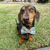 Blue Teddy Plaid Dappertie™ - Mega Bundle Match (D Ring)