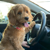 Morning Floral Signature Band™ - Crafted Collar