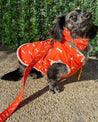 A small dog wearing an orange coat with white bone patterns is standing on a concrete surface, with a leash attached to it.
