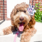 A brown dog with a pink collar and a flower in its ear is sitting on a step, looking at the camera with its tongue hanging out.