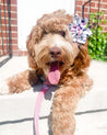 A brown dog with a pink collar and a flower in its ear is sitting on a step, looking at the camera with its tongue hanging out.