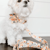 A small white dog wearing a floral print collar and leash is sitting on a wooden surface.