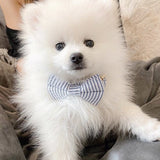 dog bow tie collar